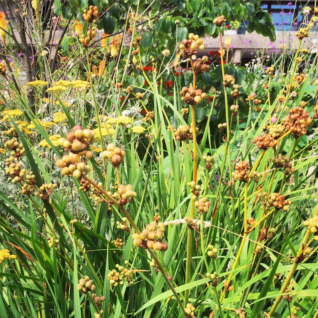 Photo 18-07-2016, 11 13 05