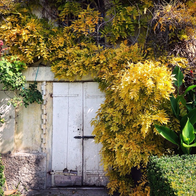 Garden photography | 5FTINF Philippa Stanton