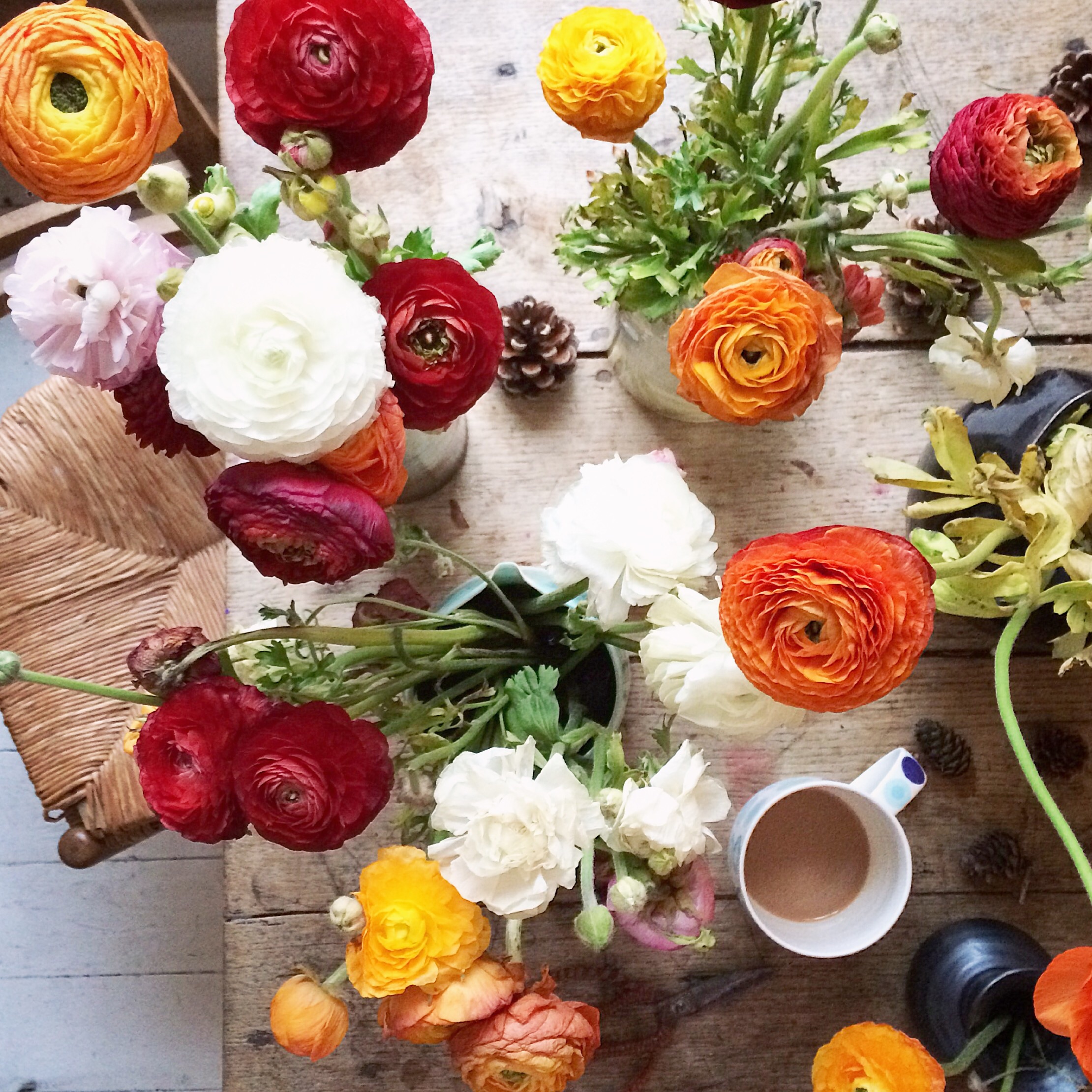 Flower flat lay photography inspiration | Philippa Stanton