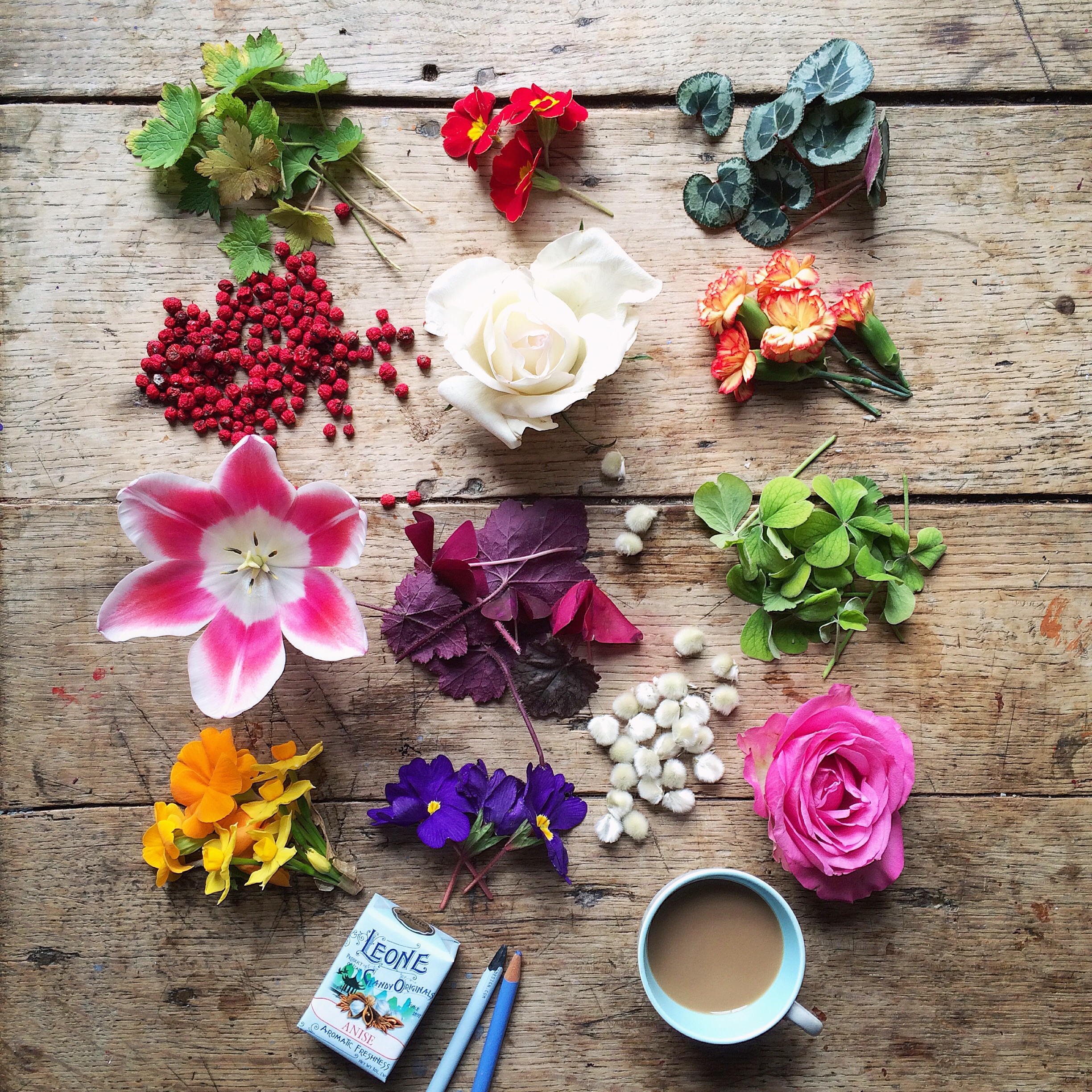Flower flat lay photography inspiration | Philippa Stanton