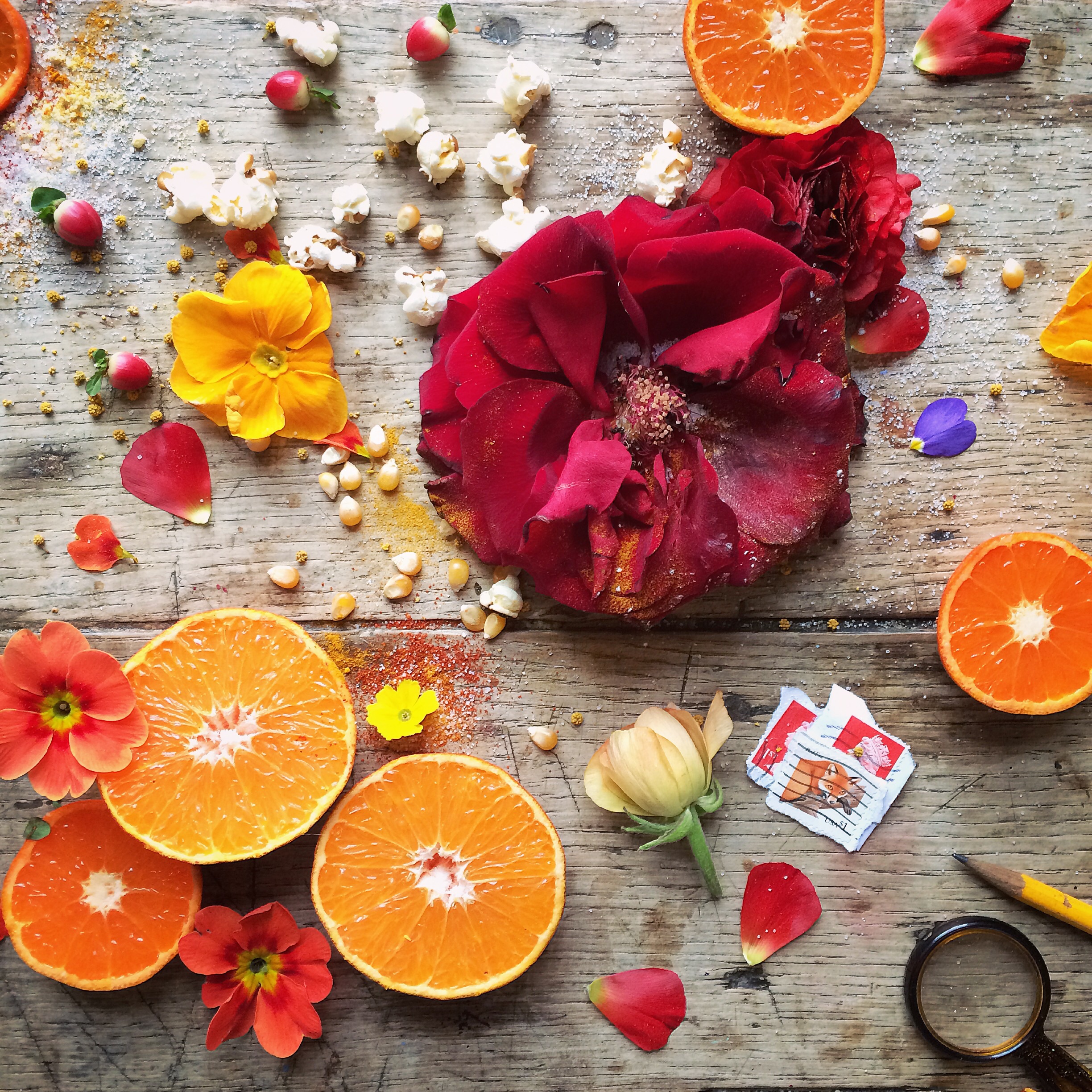 Flower flat lay photography inspiration | Philippa Stanton