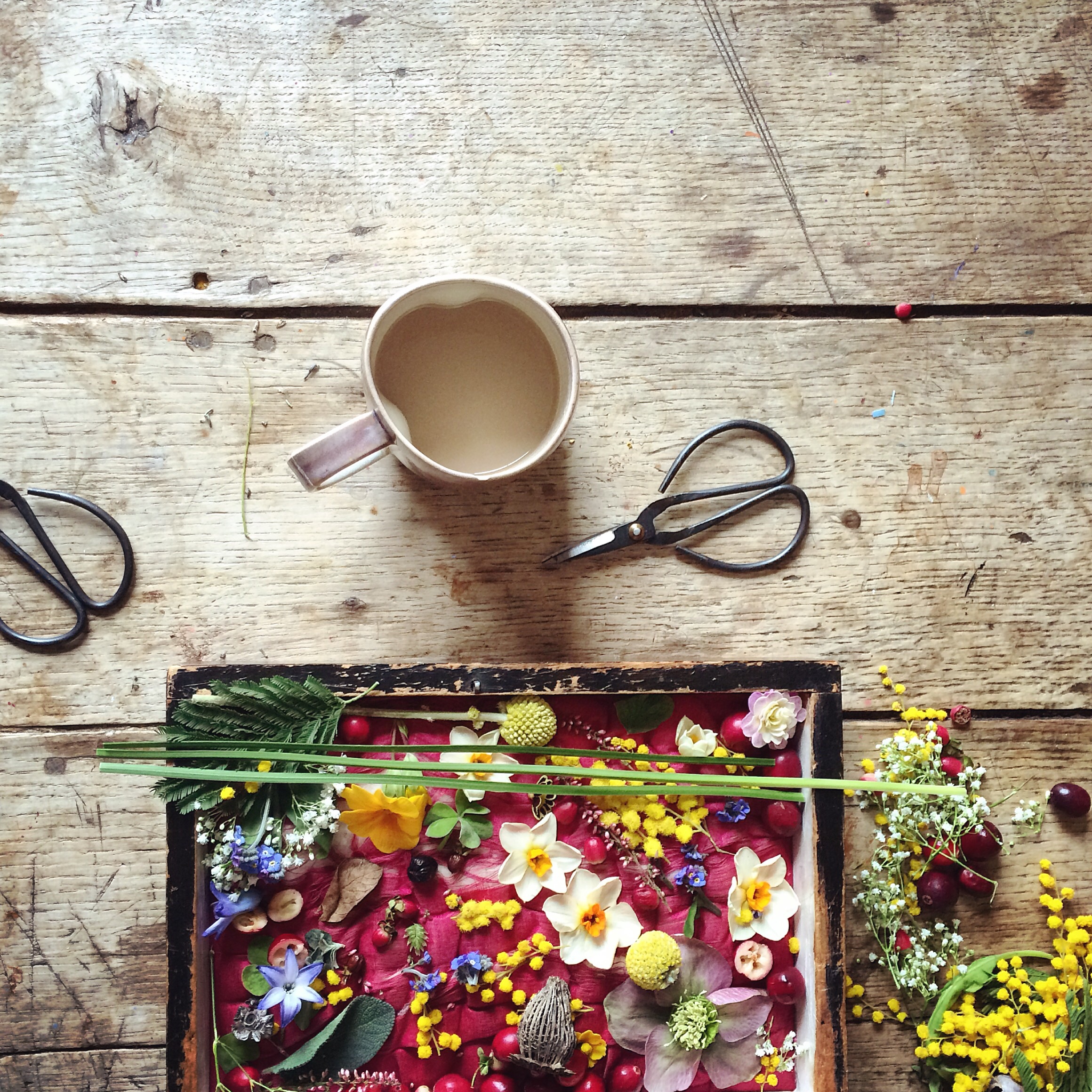 Flower flat lay photography inspiration | Philippa Stanton