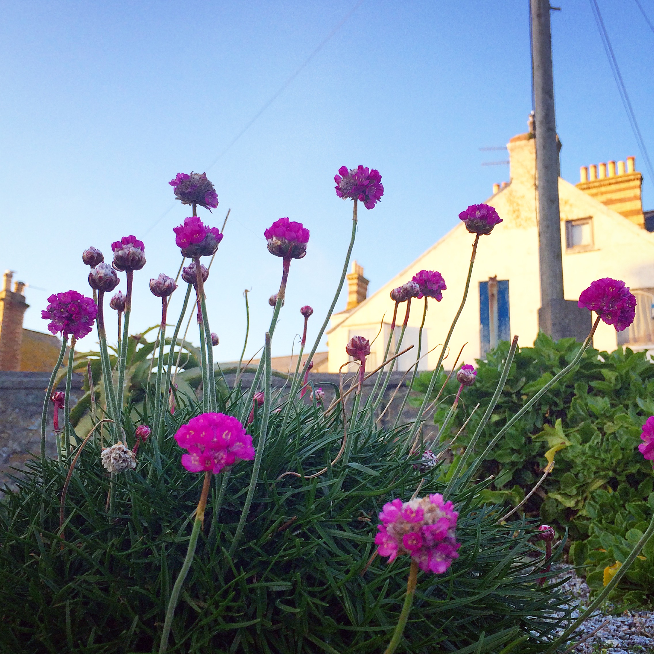 Purple Flowers