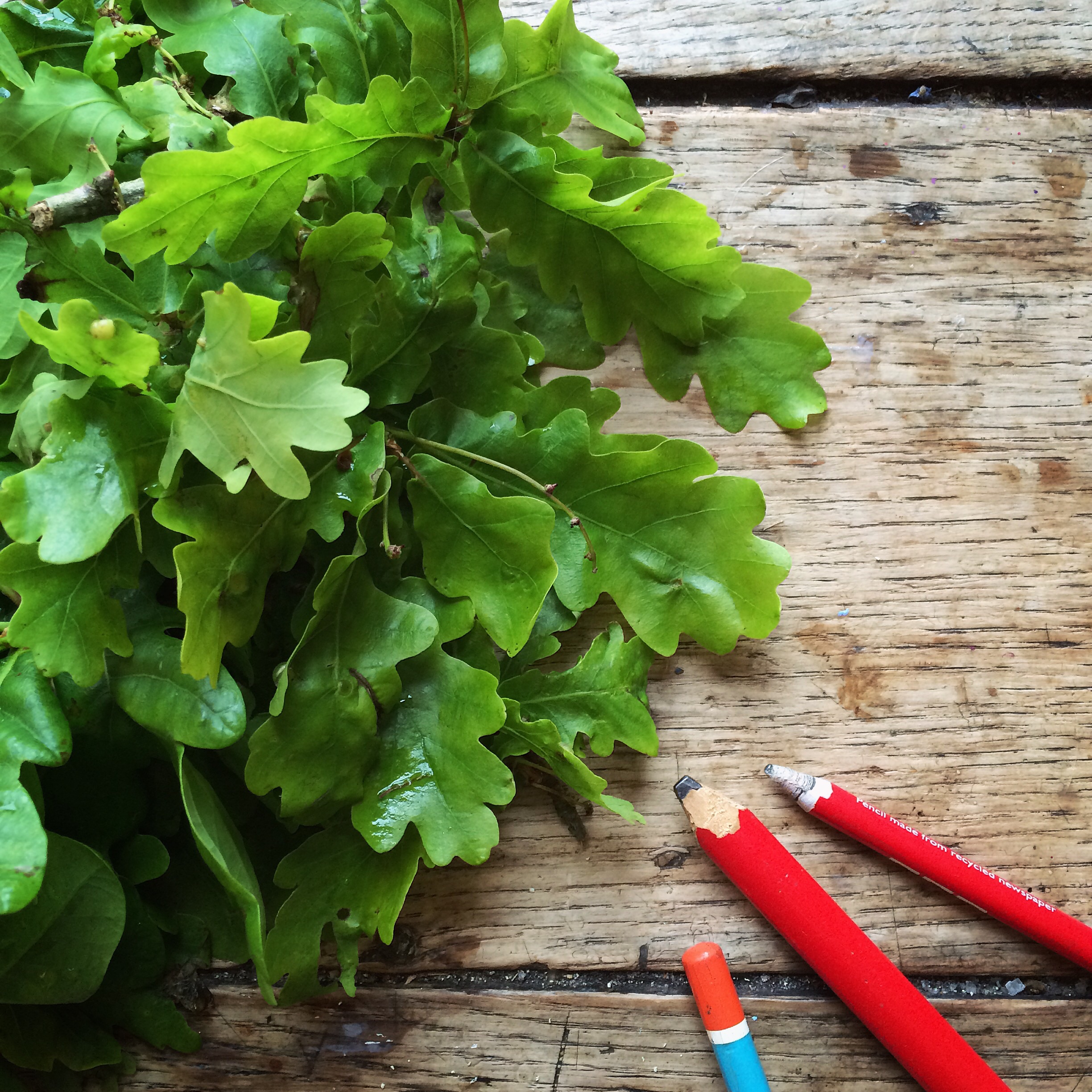 Garden flat lay photography | Philippa Stanton