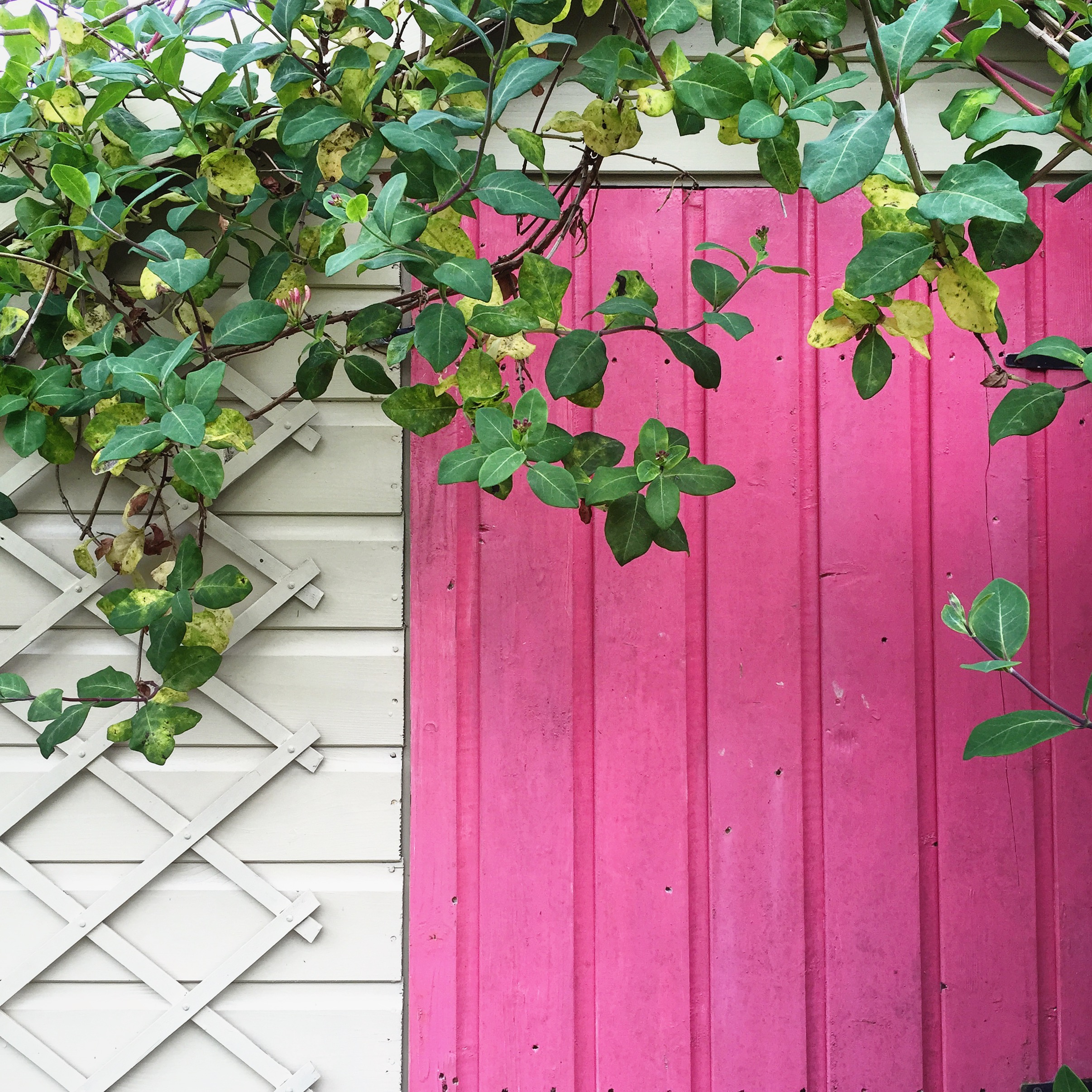 Pink door