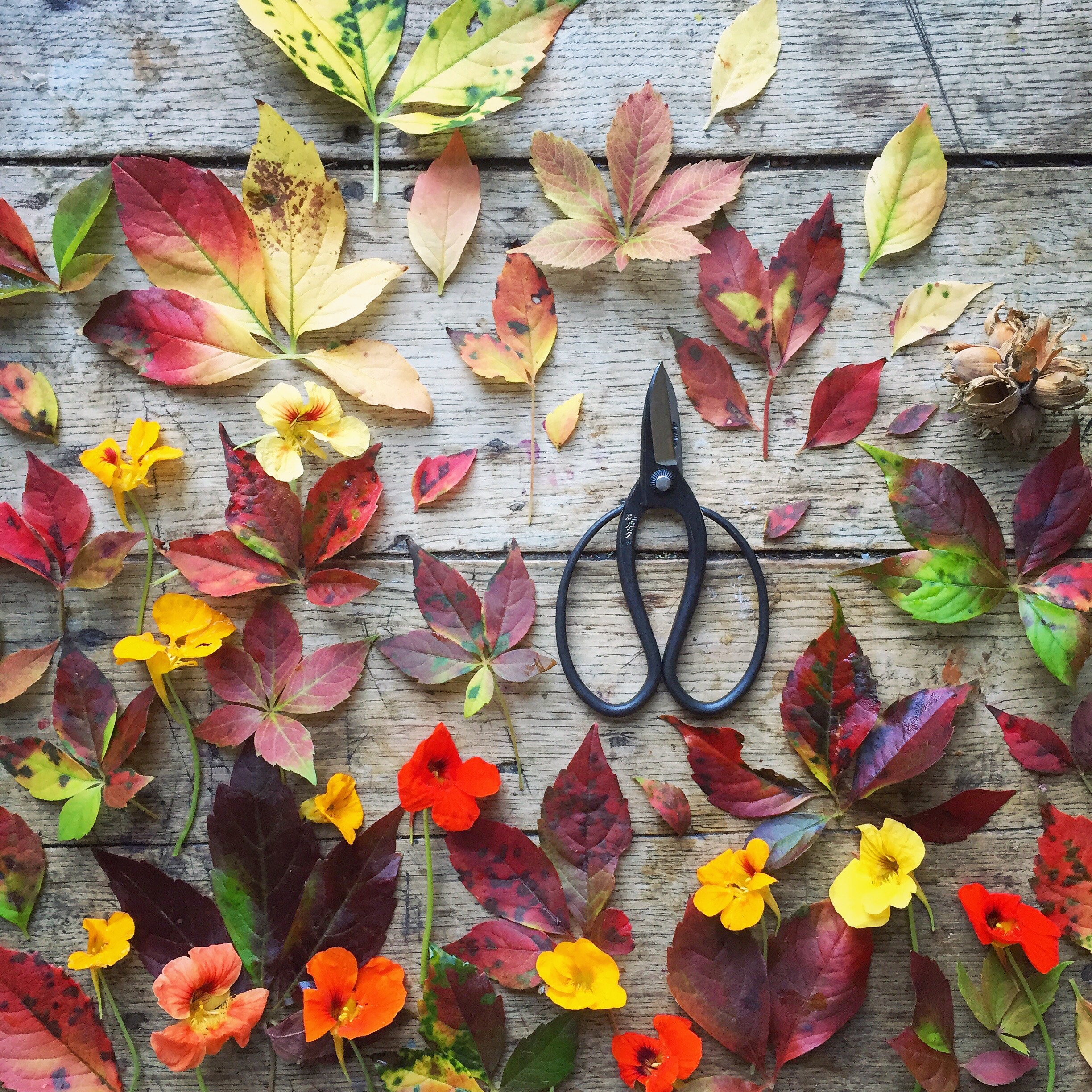 Flat lay photography with leaves