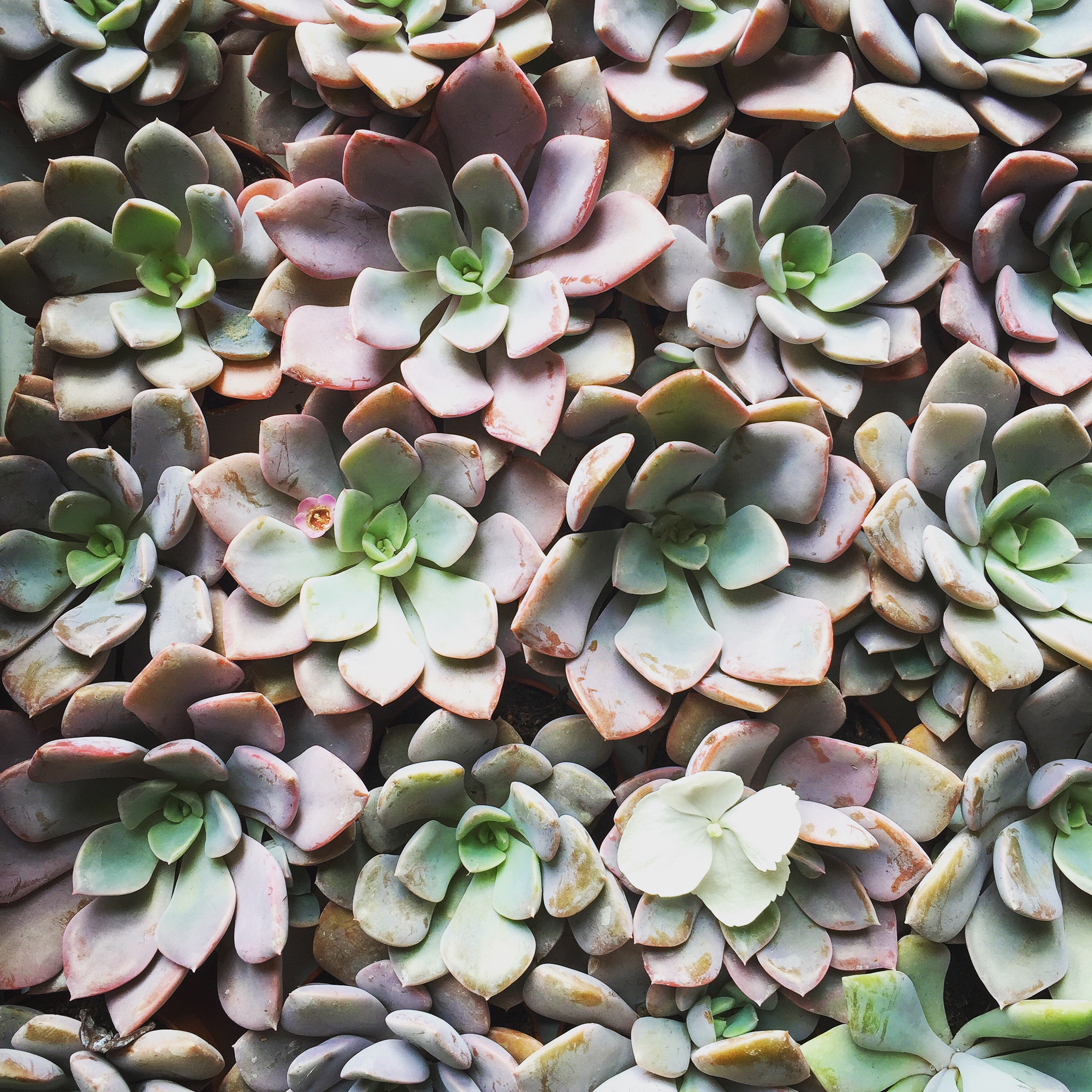 succulents