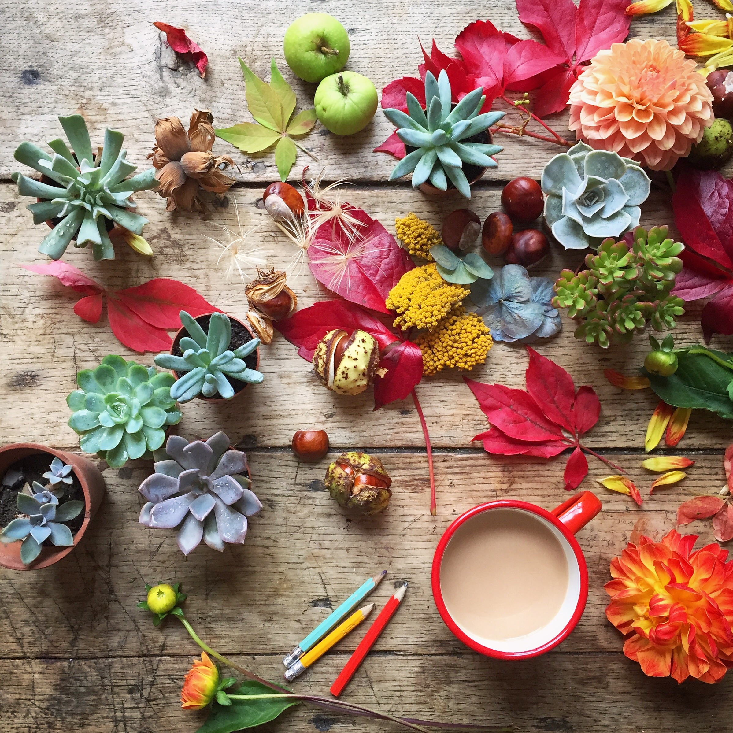 Colourful flower flat lay photography inspiration