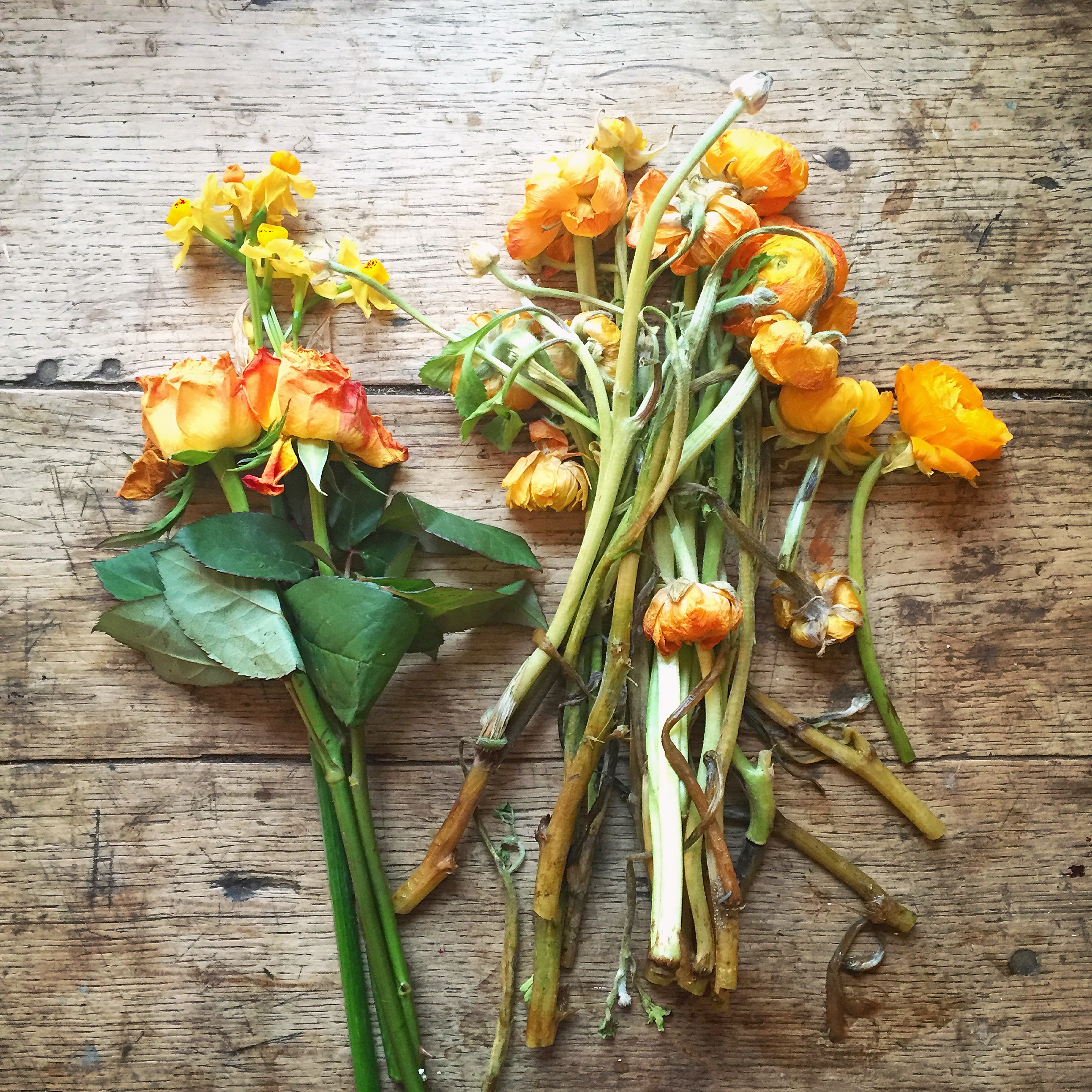 Orange flowers