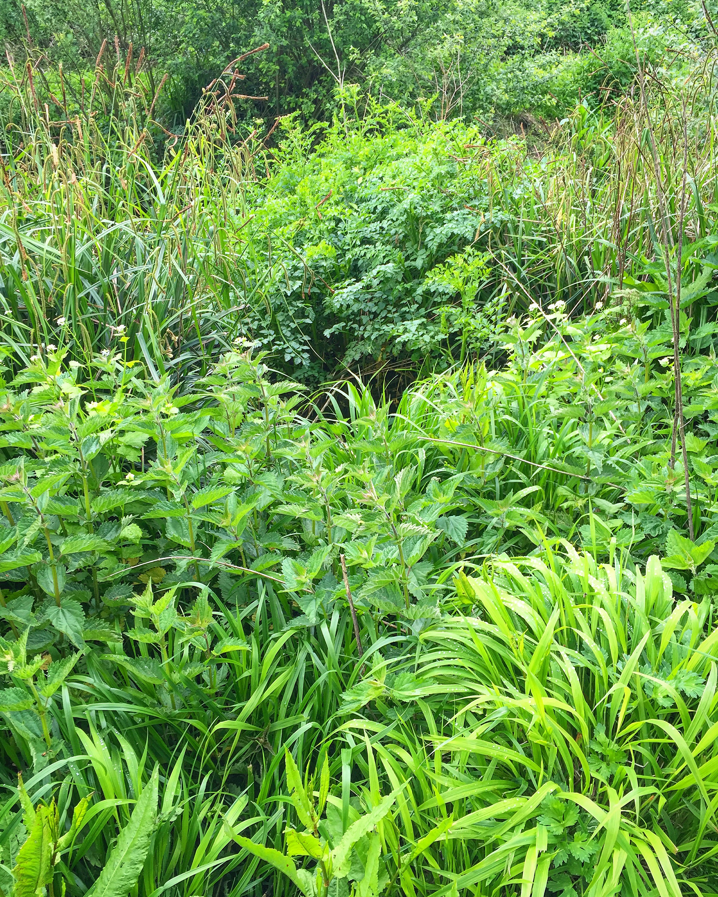 green leaves